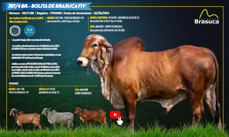 307/4 BR.- BOLITA DE BRASUCA FIV - SEMEN