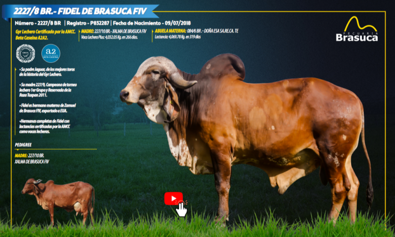 2227/8 BR.- FIDEL DE BRASUCA FIV - SEMEN