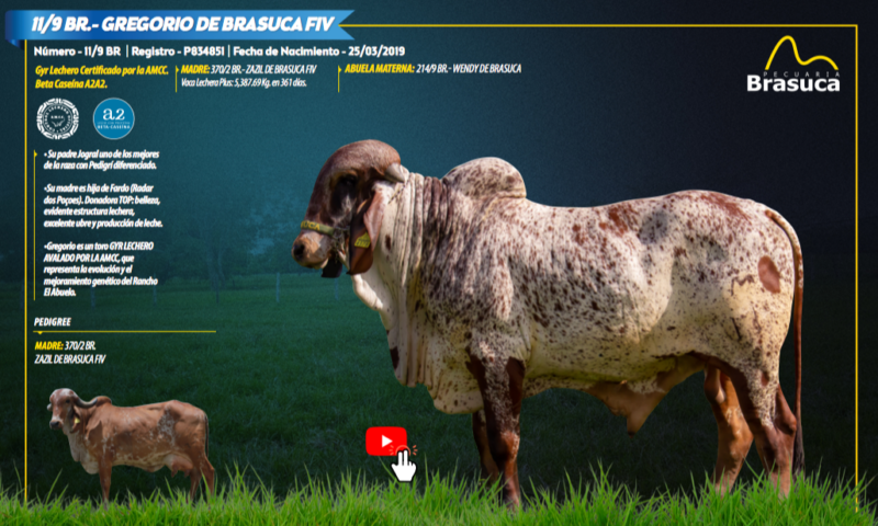 11/9 BR.- GREGORIO DE BRASUCA FIV - SEMEN