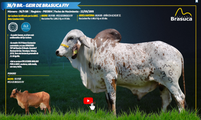 36/9 BR.- GEIR DE BRASUCA FIV - SEMEN